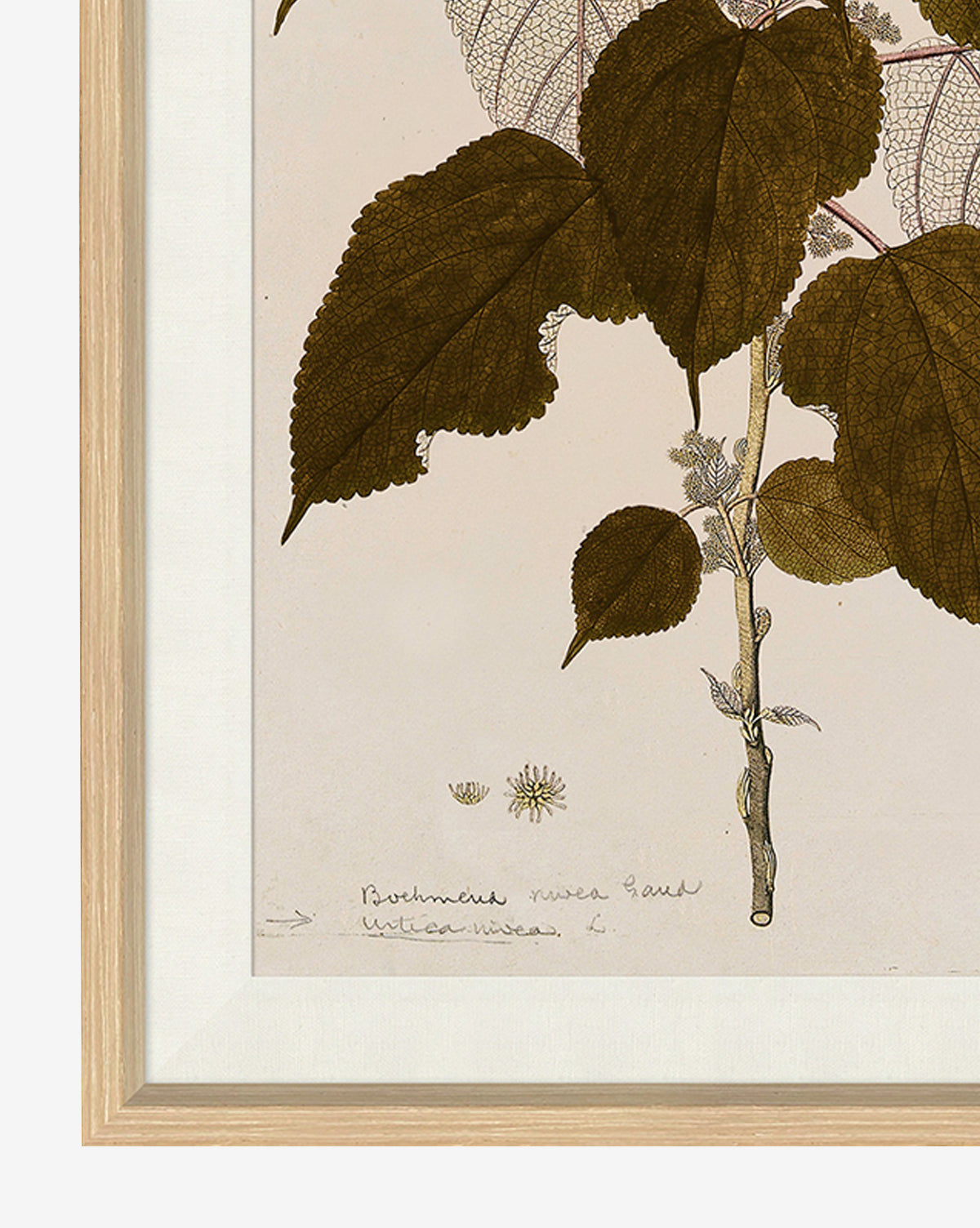 Soicher Marin, Leaf Study II