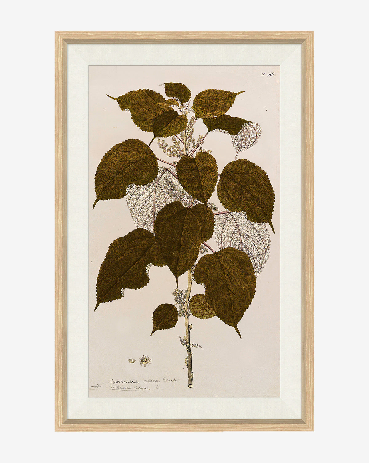 Soicher Marin, Leaf Study II